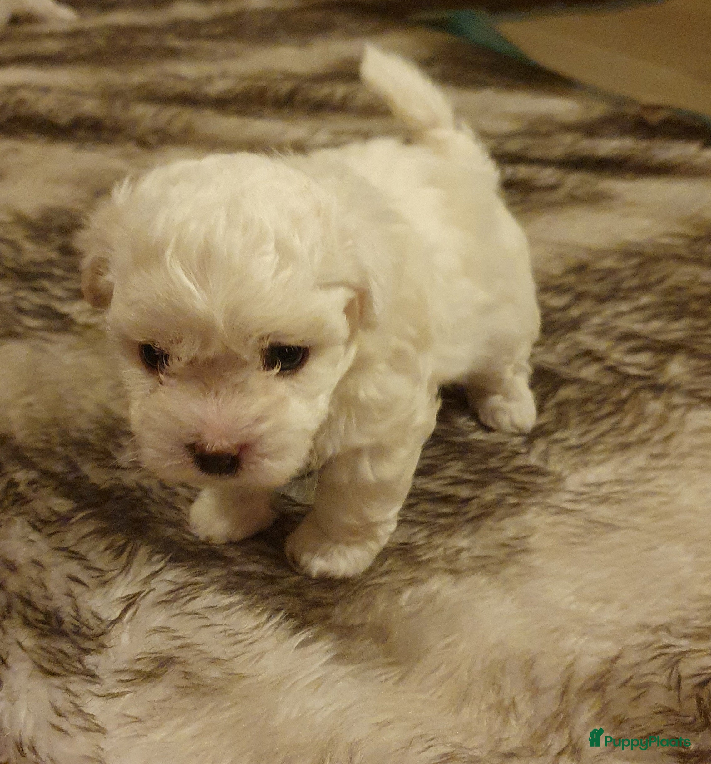 Maltipoo honden Maltipoo - Advertentie 2