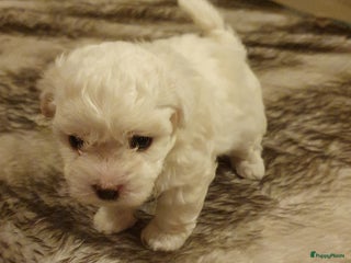 Maltipoo honden Maltipoo - Advertentie 2