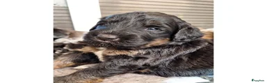 Bernedoodle Puppy 5