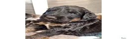 Bernedoodle honden te koop: unieke Bernedoodle pups - Advertentie 31