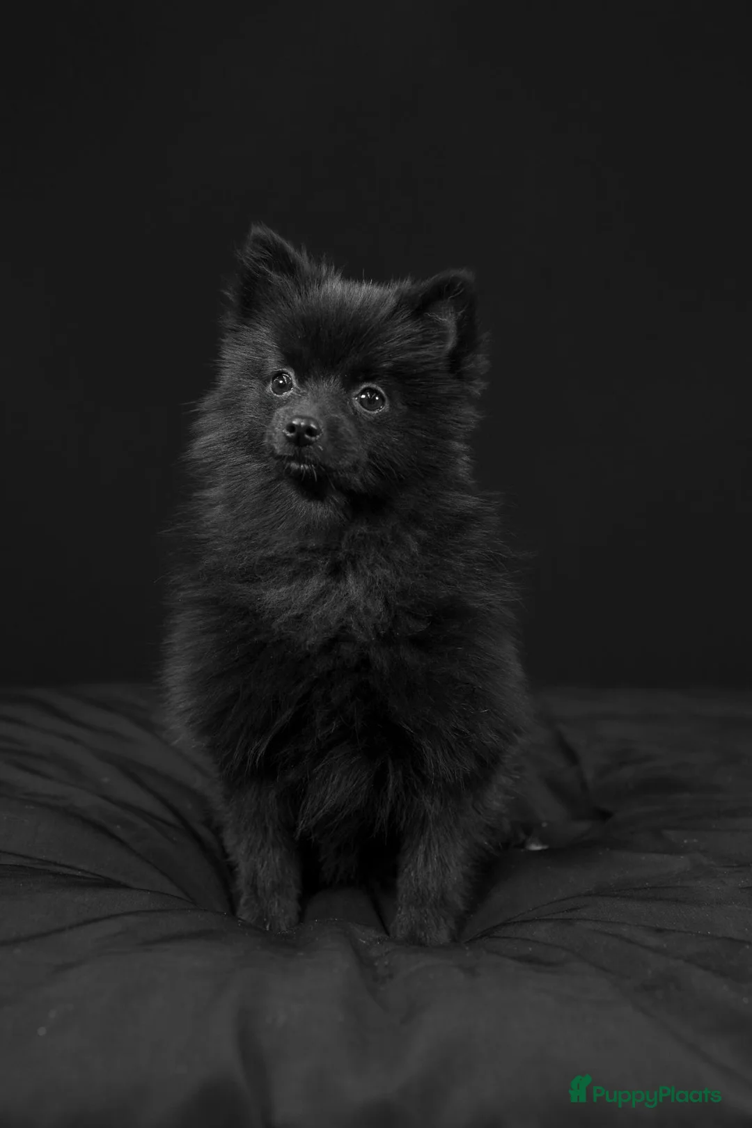 Pomeriaan honden te koop: pomeriaan pups beschikbaar - Advertentie 10