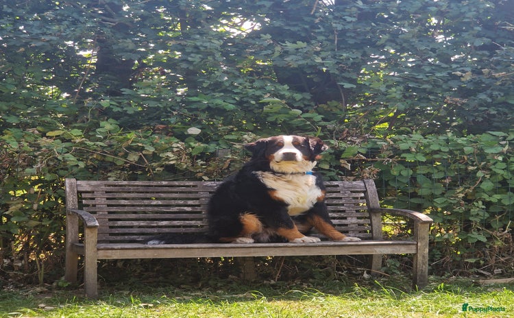 Berner Sennenhond honden - Advertentie 2