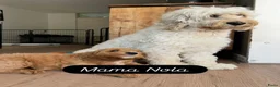 Australian Labradoodle honden te koop: Nog 3 autralian labradoodle pups beschikbaar - Advertentie 5