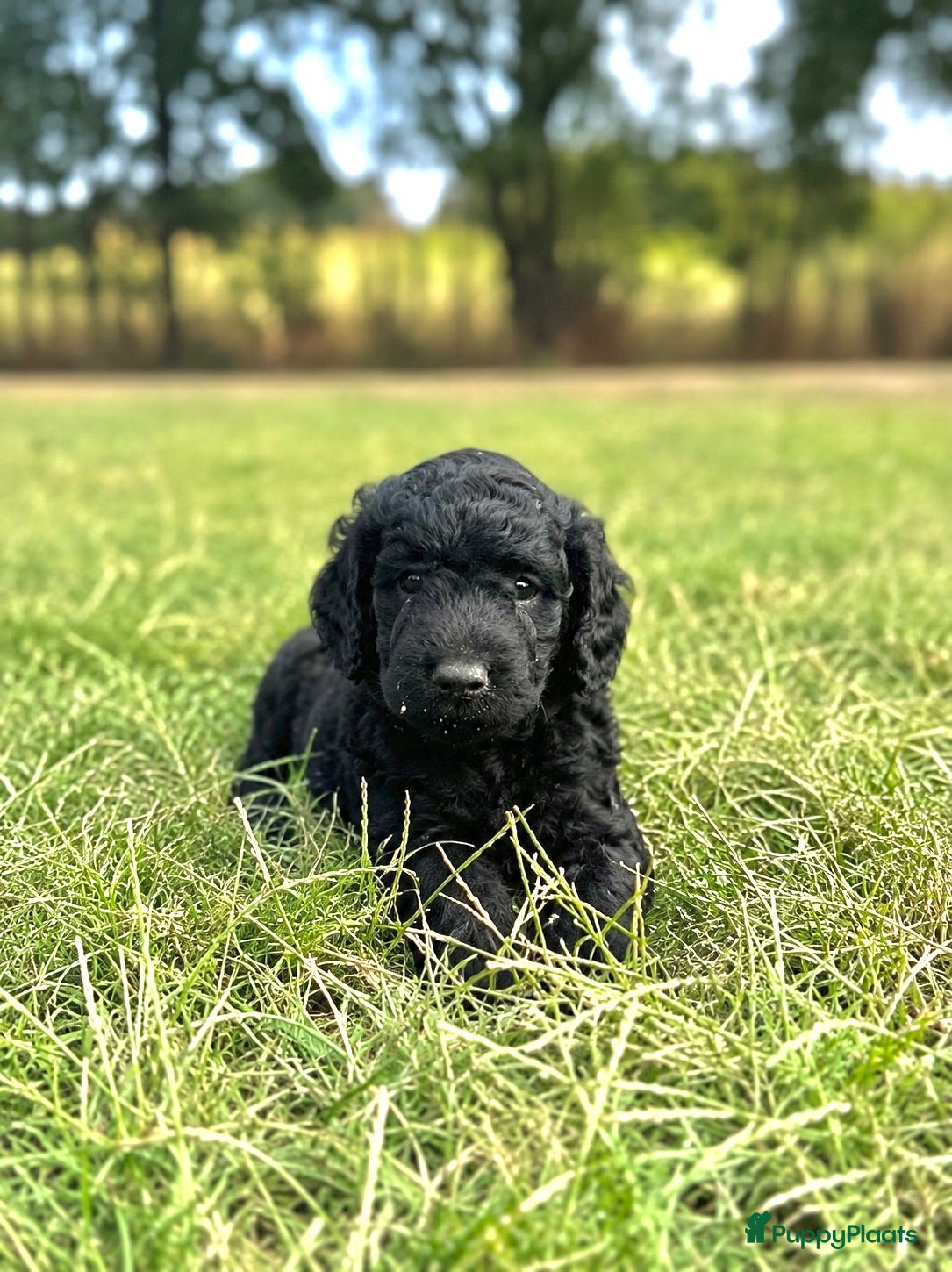 Australian Labradoodle honden Australian labradoodle puppy’s  - Advertentie 9