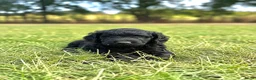 Australian Labradoodle honden te koop: Australian labradoodle puppy’s  - Advertentie 1