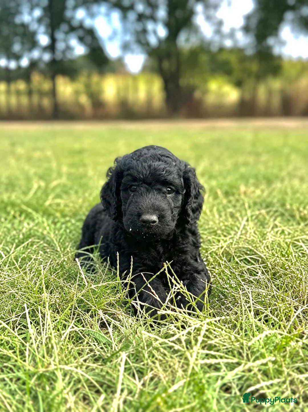 Australian Labradoodle honden te koop: Australian labradoodle puppy’s  - Advertentie 1