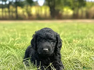 Australian Labradoodle honden Australian labradoodle puppy’s - Advertentie 9