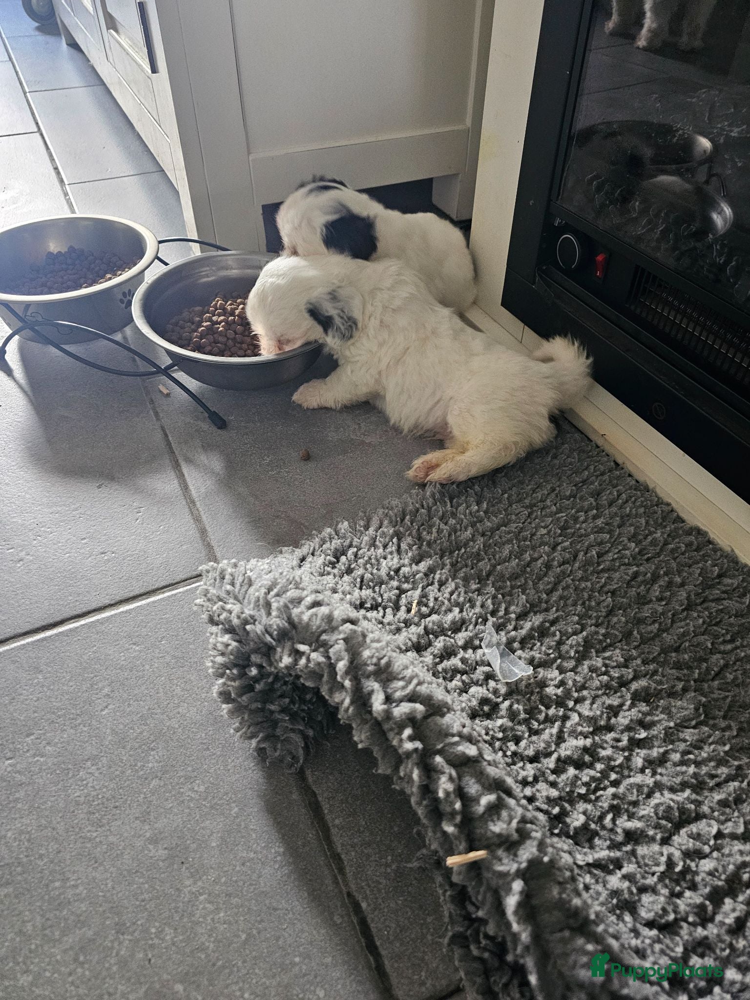Malshi honden Boomer malshi - Advertentie 6