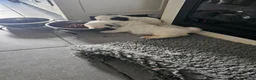 Malshi honden te koop: Boomer malshi - Advertentie 5