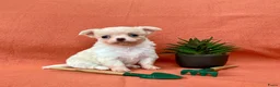 Chihuahua honden te koop: Schattige chihuahua pups mogen bijna verhuizen - Advertentie 6
