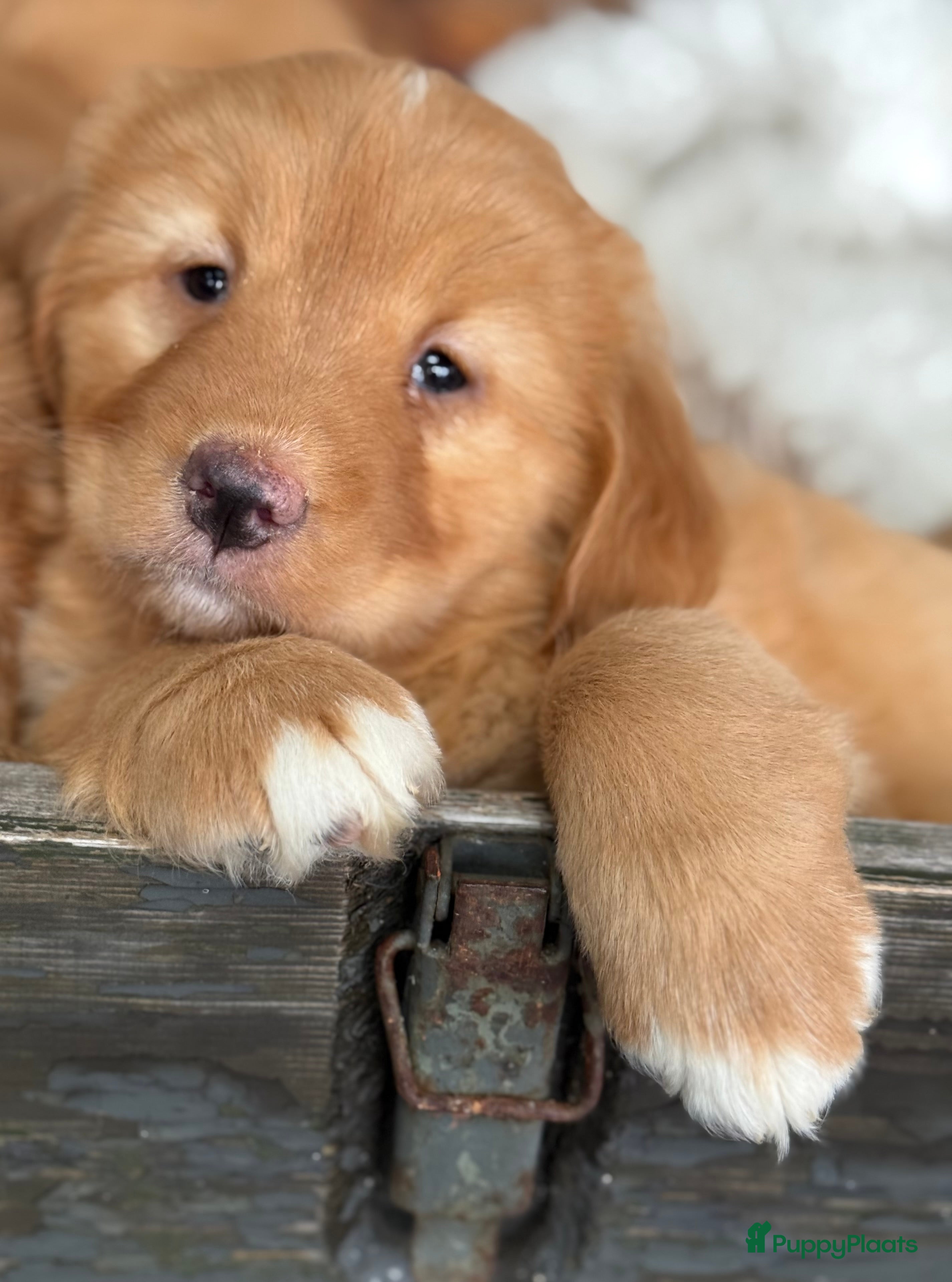 Nova Scotia Duck Tolling Retriever honden Nova Scofield duck rolling. Retriever  - Advertentie 2
