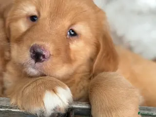 Nova Scotia Duck Tolling Retriever honden Nova Scofield duck rolling. Retriever - Advertentie 2