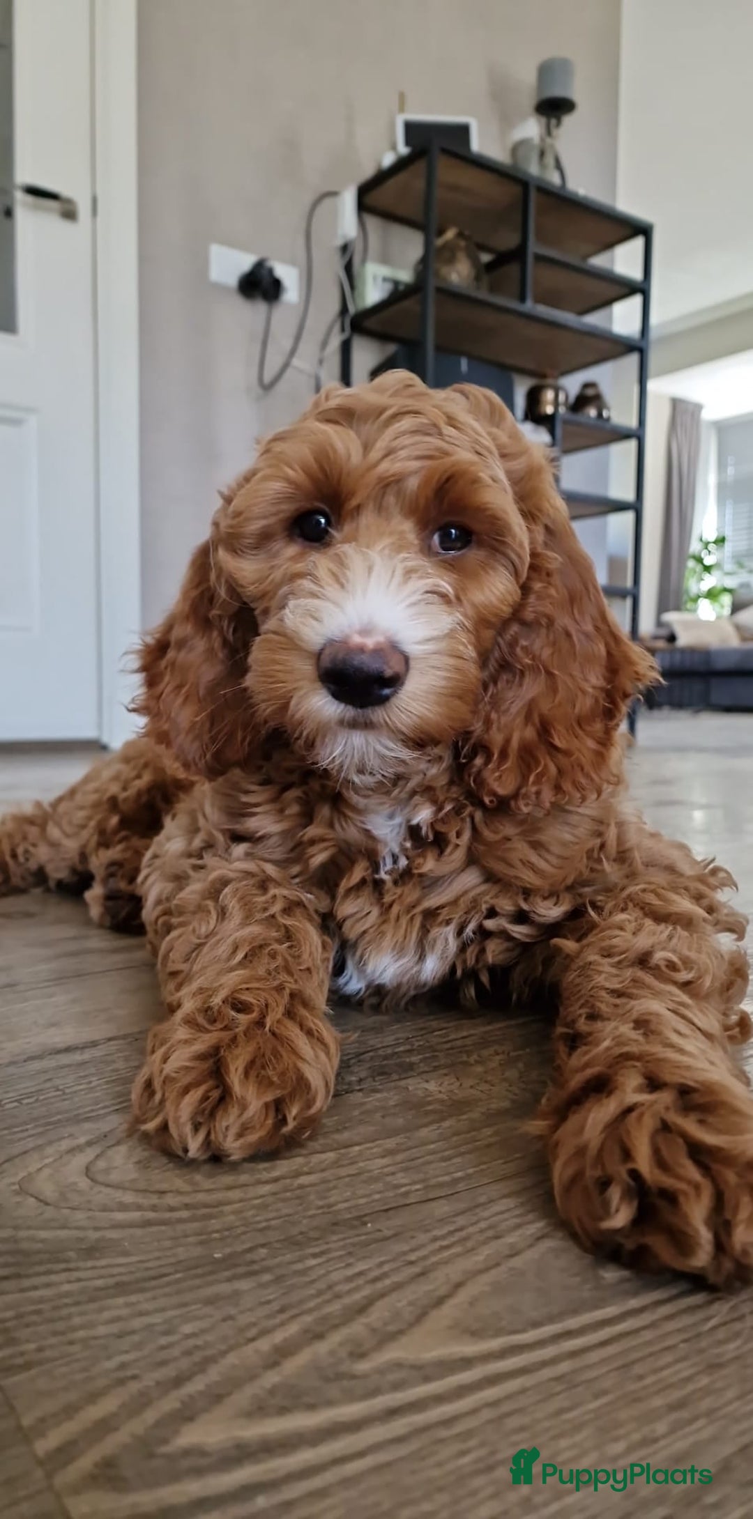 Australian Labradoodle honden te koop: Labradoodle puppy’s verwacht 🐶🐾 - Advertentie 14