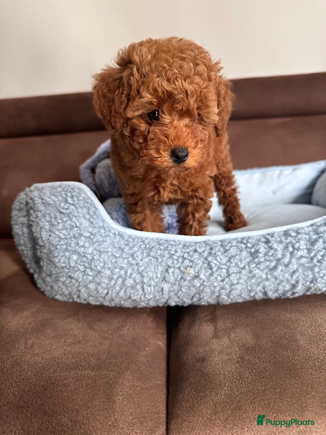 Poedel Toy honden te koop: Toypoedel puppy’s – liefdevolle gezinnen gezocht - Advertentie 23