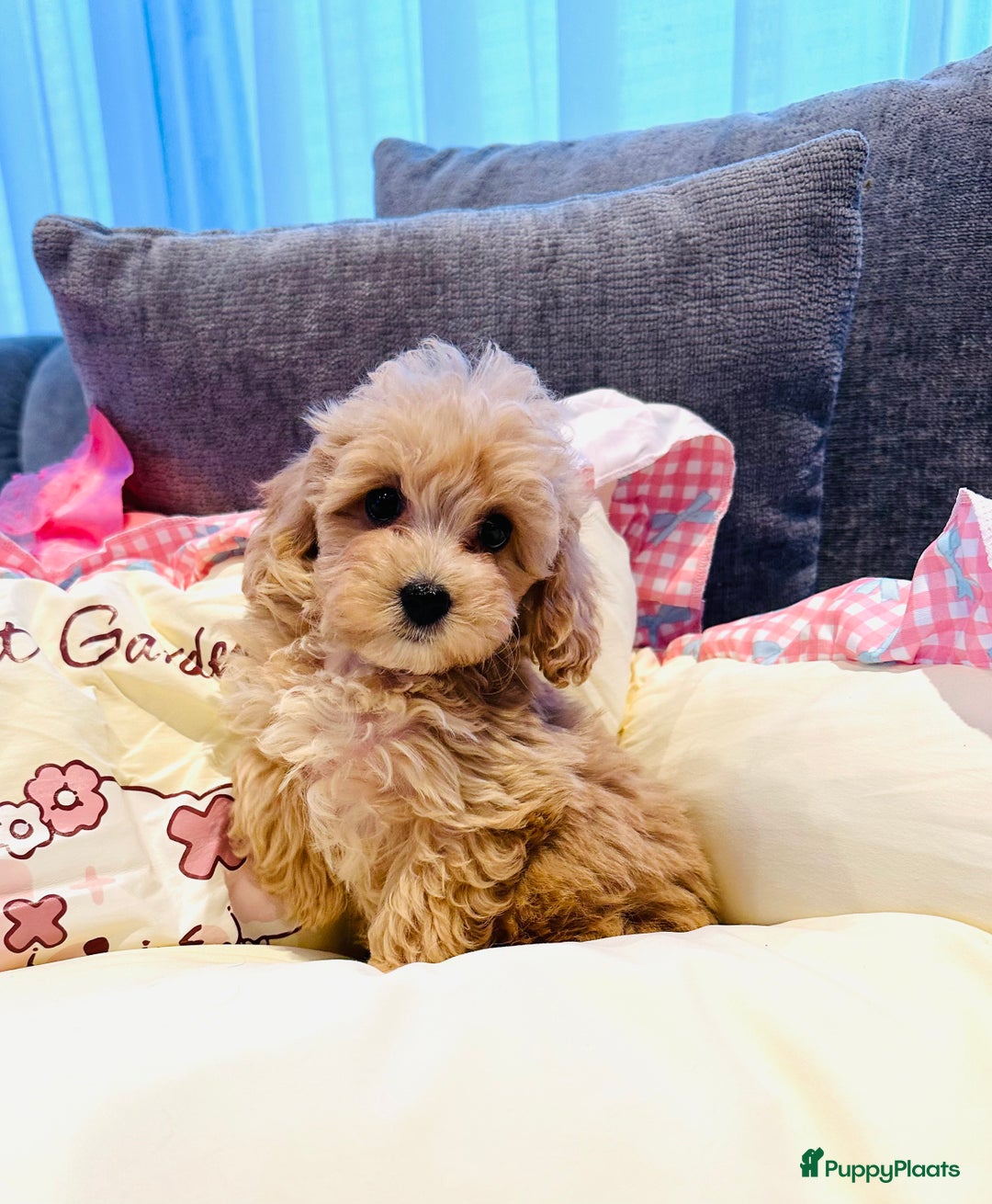 Maltipoo honden te koop: Bijzonder mooie maltipoo pups kunnen bijna weg - Advertentie 18