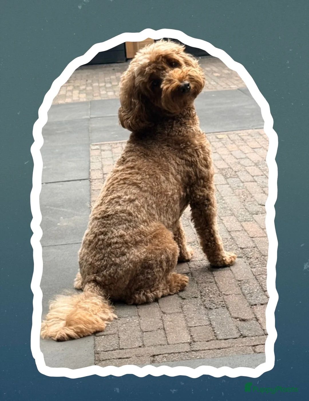 Australian Labradoodle honden te koop: Nest aankondig Australian Labradoodle  in Sevenum - Advertentie 2