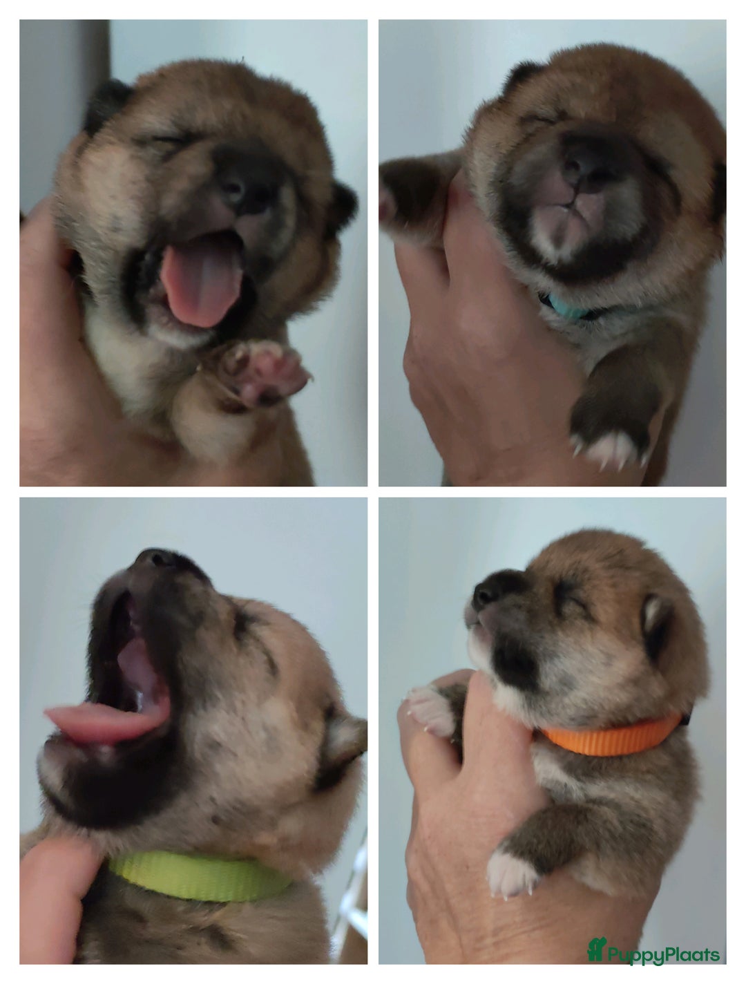 Shiba honden te koop: Shiba Inu pups met FCI stamboom - Advertentie 12