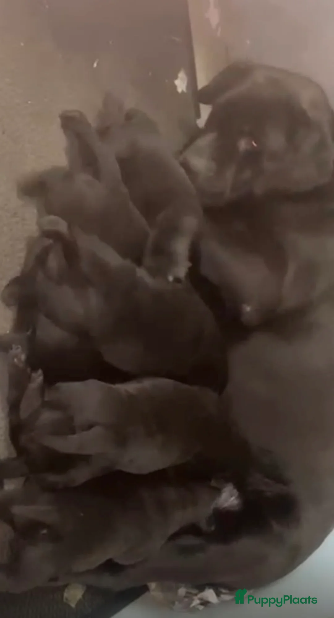 Labrador Retriever honden te koop: Lieve kindvriendelijk labrador  - Advertentie 6