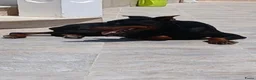 Dobermann honden te koop: Prachtige Dobermann pups - Advertentie 10