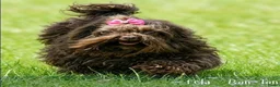 Bolonka Zwetna honden te koop:  Marron bruin bolonka zwetna teefje met stamboom  - Advertentie 5