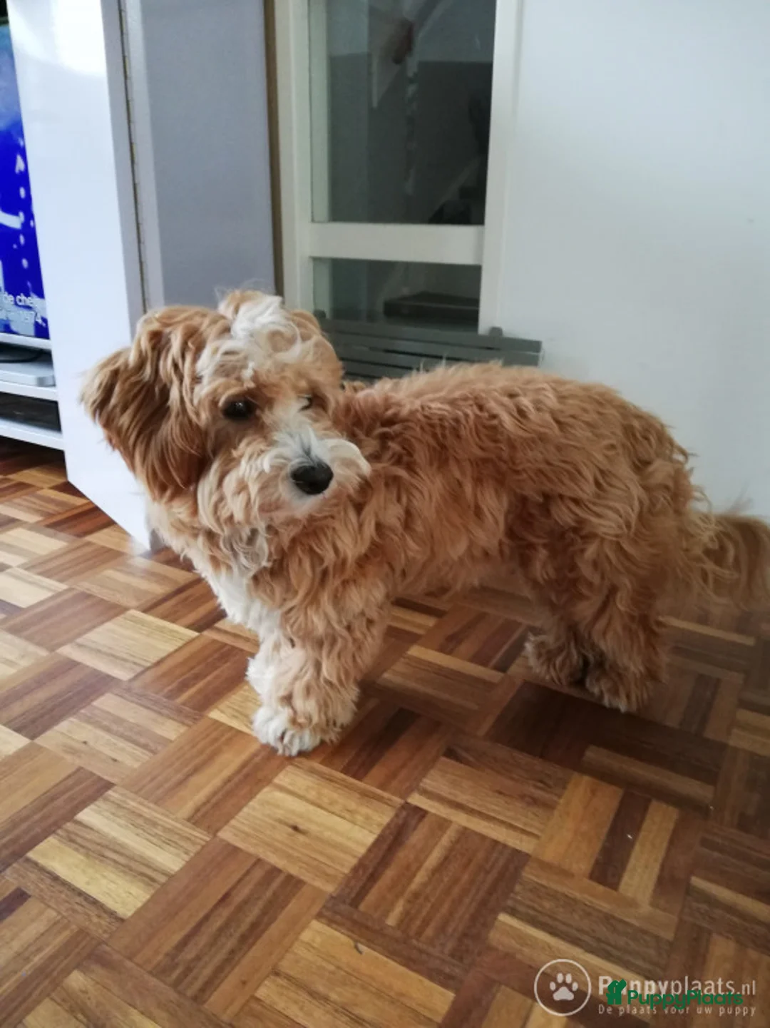 Kruising honden ter dekking: Maltipoo dekreu in Leiden - Advertentie 7