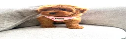 Maltipoo honden te koop: Prachtige maltipoo pups , speels, gezond  - Advertentie 6
