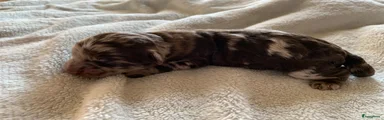 Labradoodle Puppy 1