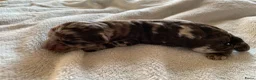 Labradoodle honden te koop: 6 prachtige Labradoodle puppy’s beschikbaar - Advertentie 18