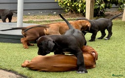 Rhodesian Ridgeback honden te koop: "Prachtige kruising Rhodesians"  in Bavel - Afbeelding 16