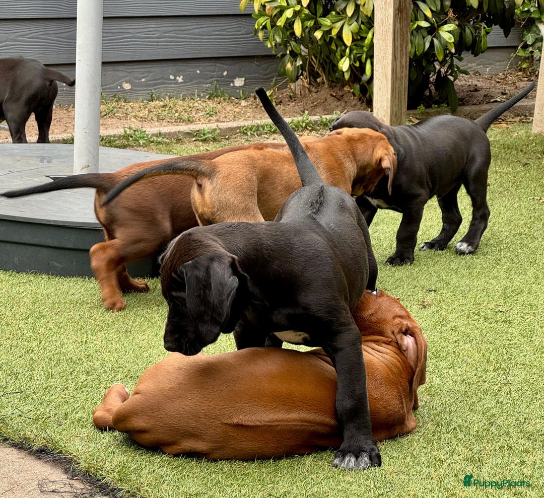 Rhodesian Ridgeback honden te koop: "Prachtige kruising Rhodesians"  in Bavel - Afbeelding 16