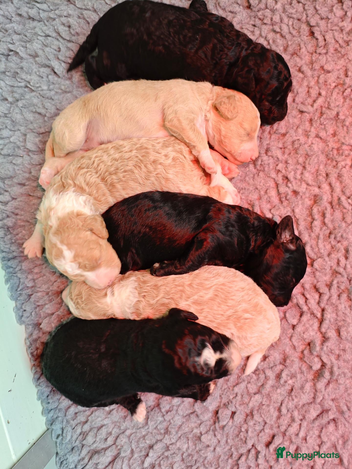 Maltipoo honden Maltipoo pups  - Advertentie 1