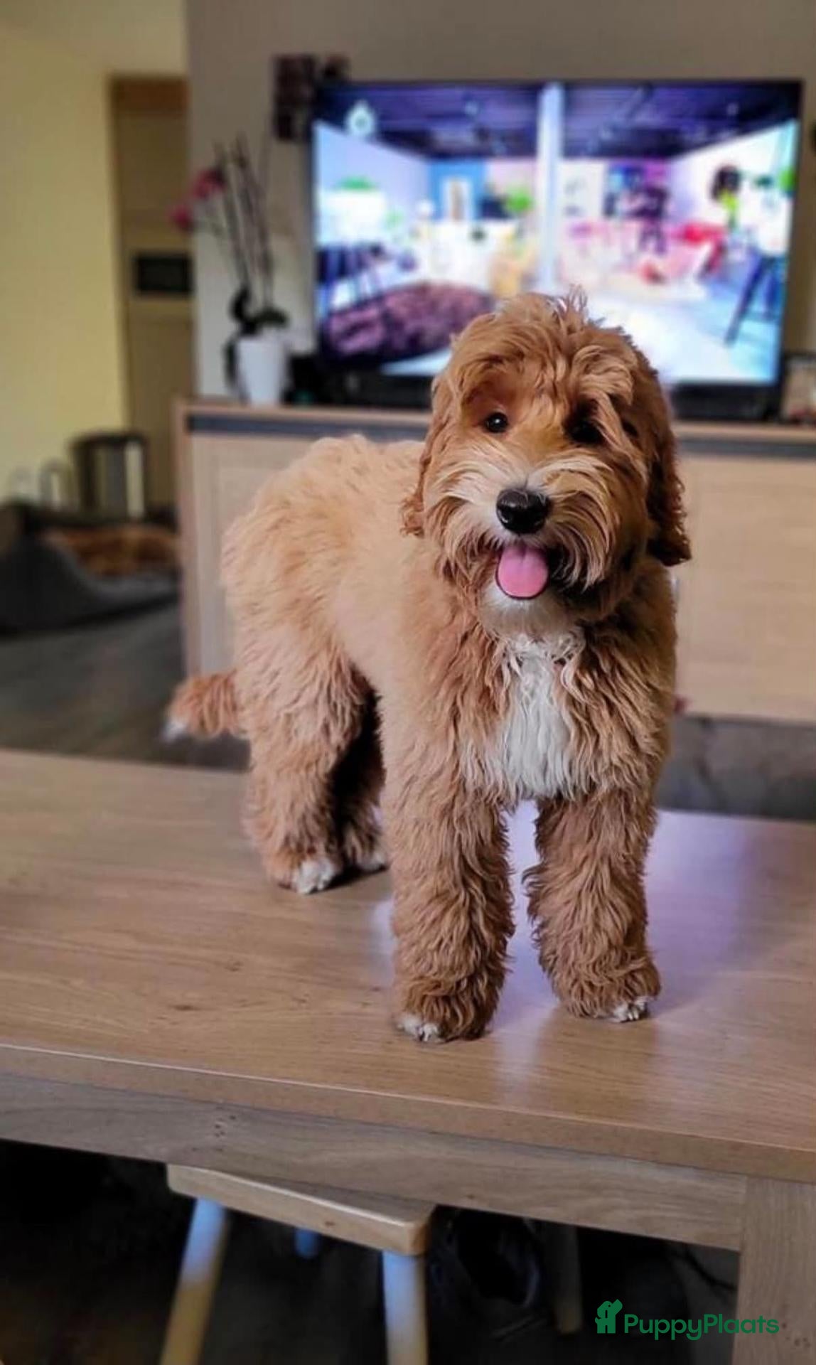 Labradoodle honden  Medium Labradoodle pups  zoeken gouden mandje - Advertentie 2