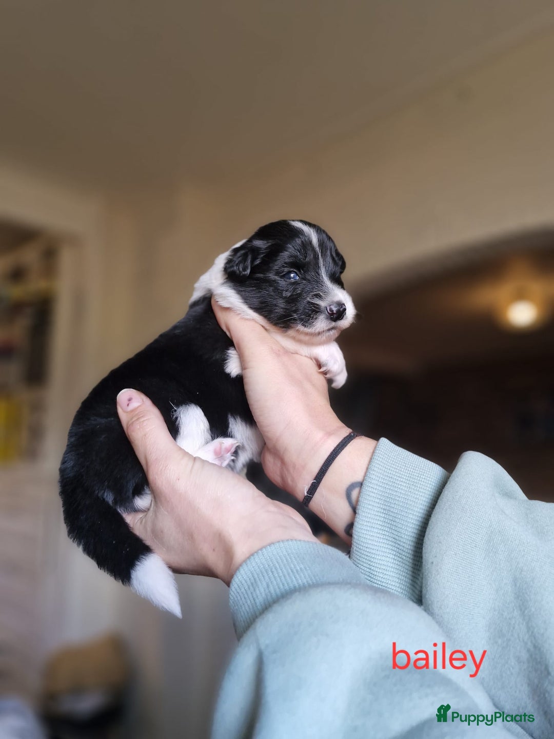 Kruising honden te koop: Zachtaardige Samollie  - Advertentie 4