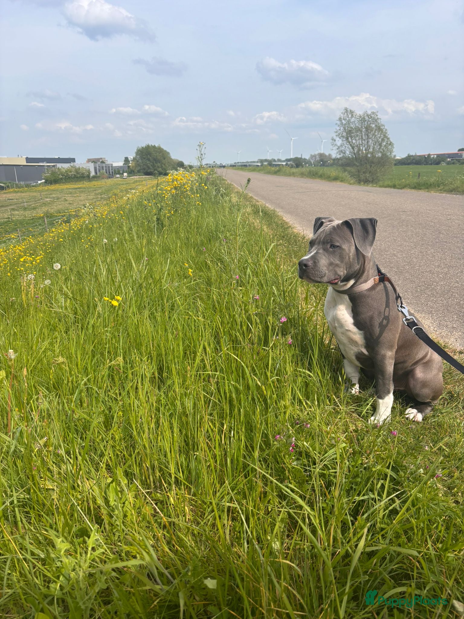 Amerikaanse Bully honden Hele lieve pup - Advertentie 6