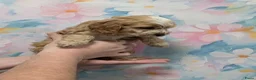 Cockapoo honden te koop: COCKAPOO-PUPPY’S 2 REUTJES & 1 TEefJE BESCHIKBAAR! in Amsterdam - Advertentie 9