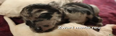  Zwarte Merle