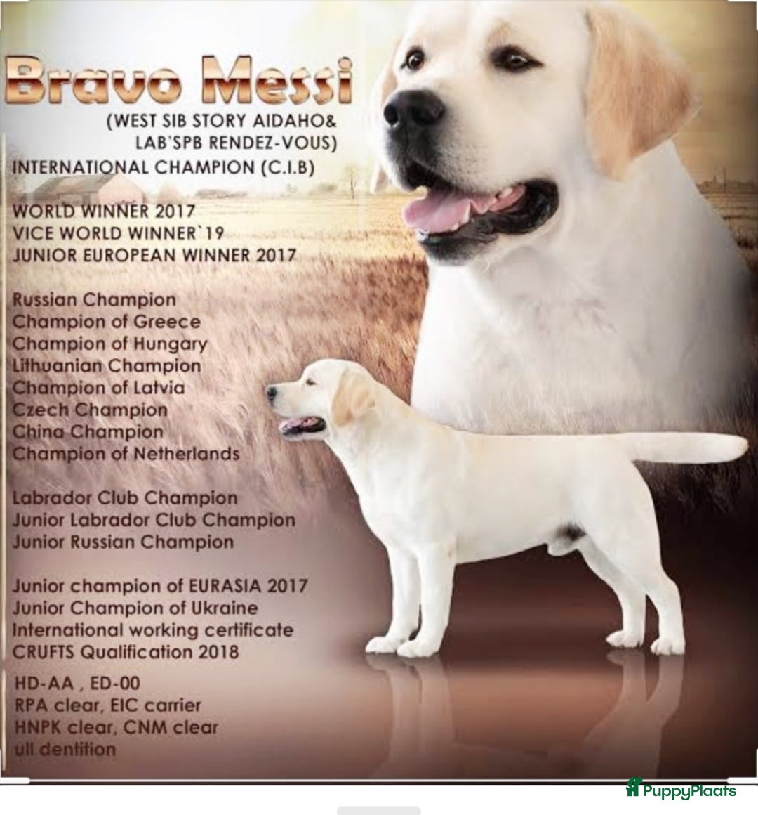 Labrador Retriever honden te koop: Authentieke Gele Labrador pups met Stamboom  - Advertentie 19