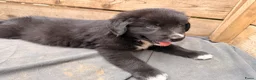 Kruising honden te koop: RESERVE LIJST/ 22 juli weg / incl. Video’s - Advertentie 7