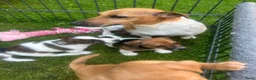 Jack Russel Terriër honden te koop: Nog 2 mooie Jack Russel Pups - Advertentie 9