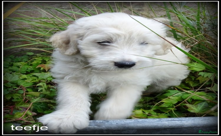 Labradoodle honden - Advertentie 1