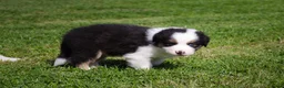 Australian Shepherd honden te koop: Australische herder pups geboren op boerderij (BE) - Advertentie 11