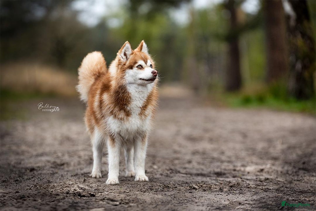 Pomsky honden te koop: Super mooie Pomsky puppy’s  - Afbeelding 16