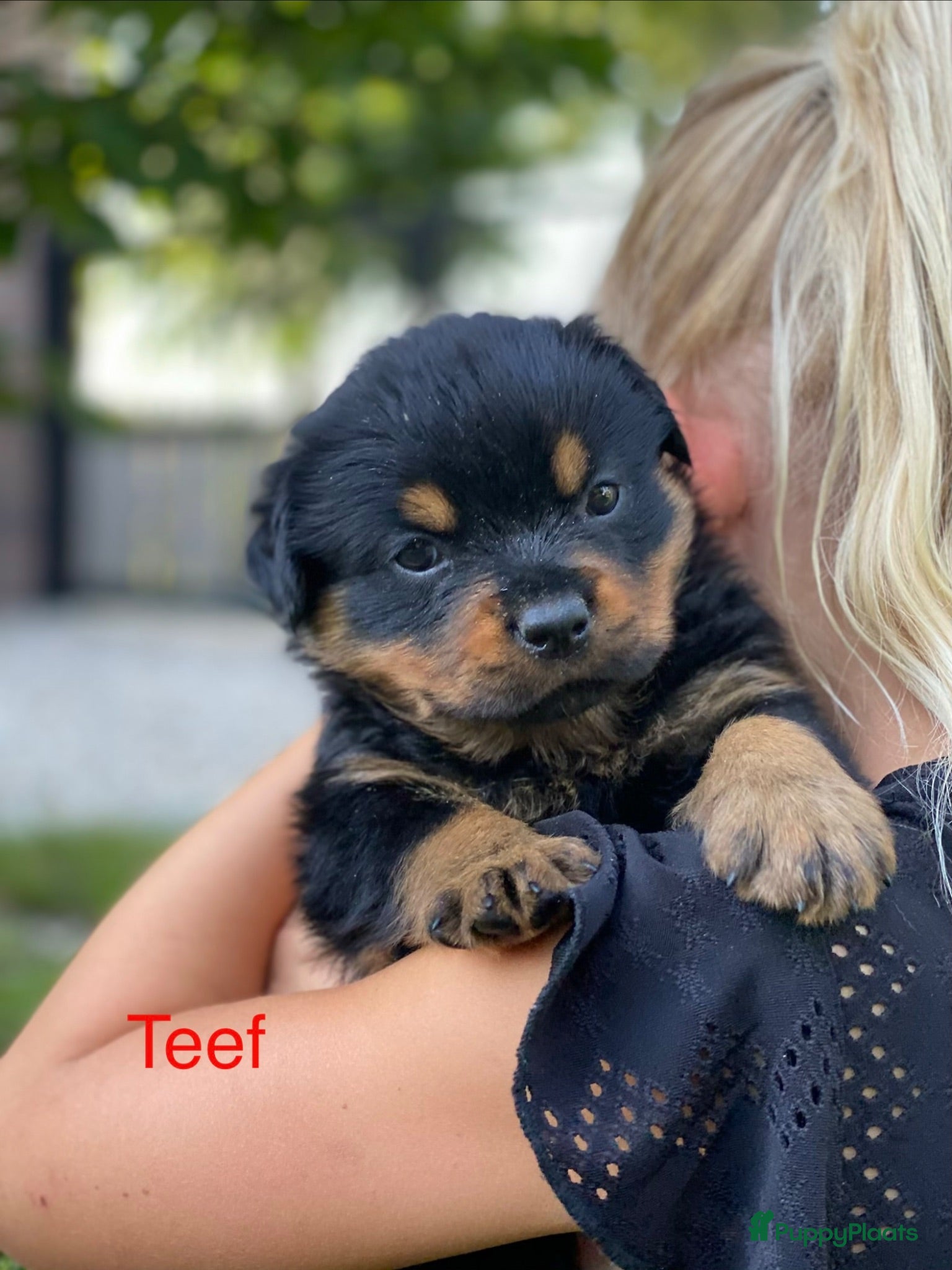 Rottweiler honden Lieve rottweilers puppy’s  - Advertentie 2