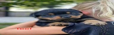 Rottweiler 1