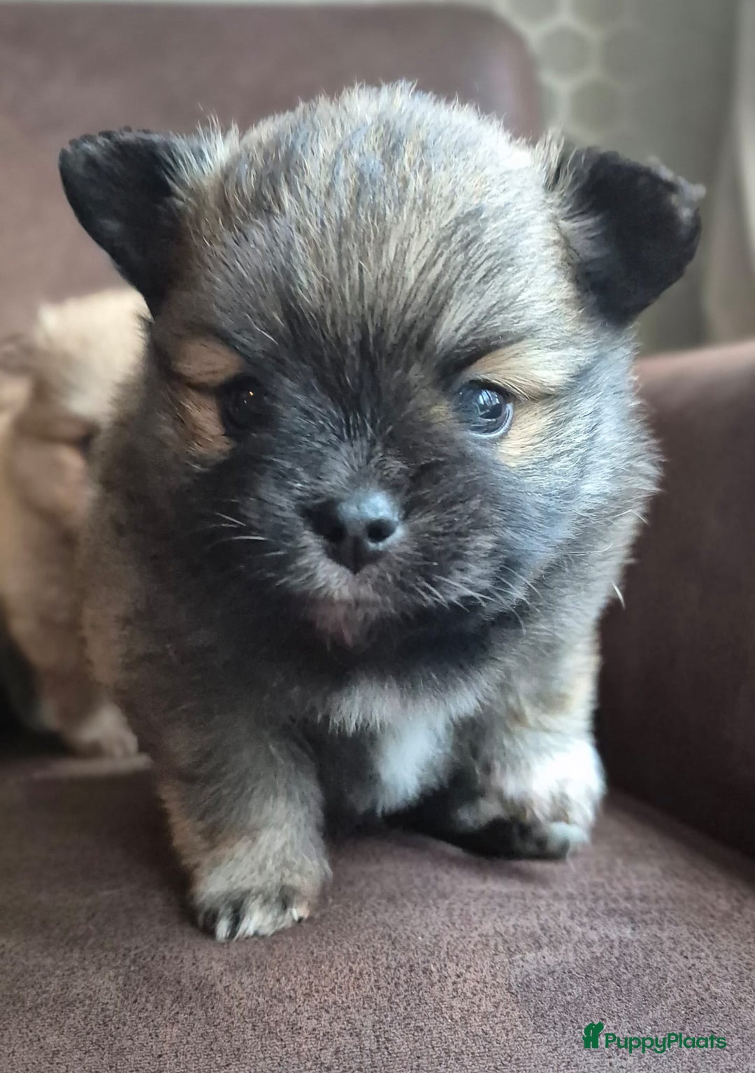 Pomchi honden te koop: Prachtige luxe pommeriaan pups - Advertentie 8