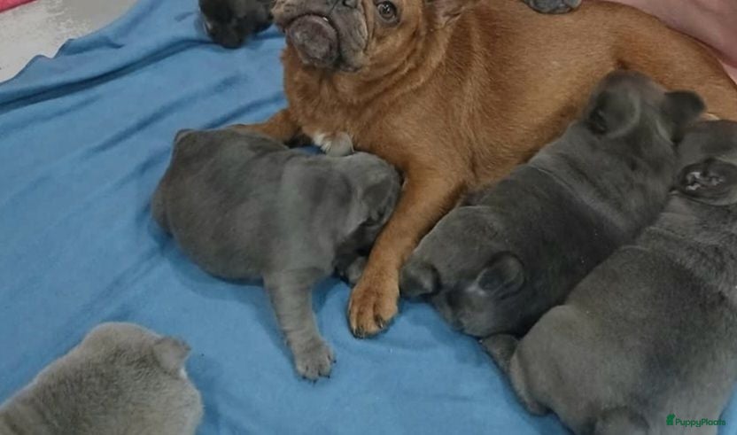 Franse Bulldog honden Franse Bulldog Pups met langer neusje Blauw&lilac - Advertentie 12
