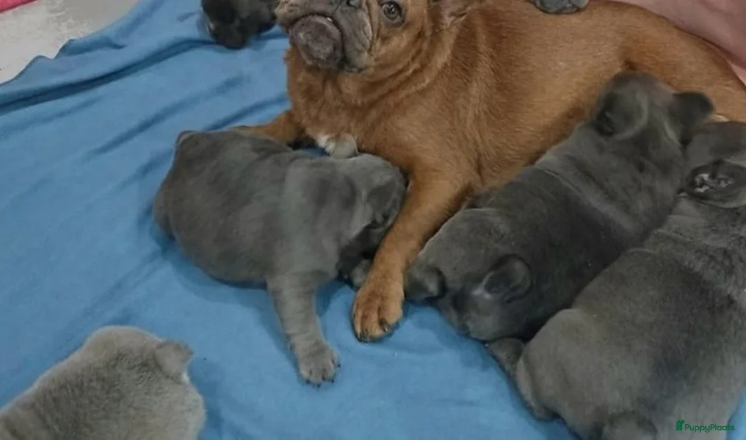 Franse Bulldog honden te koop: Franse Bulldog Pups met langer neusje Blauw&lilac - Advertentie 1