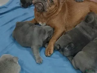 Franse Bulldog honden Franse Bulldog Pups met langer neusje Blauw&lilac - Advertentie 12