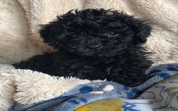 Poedel Toy honden te koop: Toy pups  - Afbeelding 1