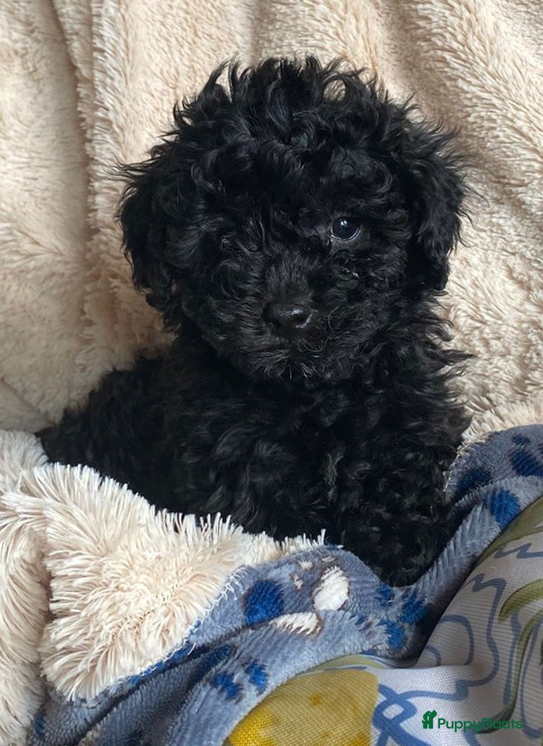 Poedel Toy honden te koop: Toy pups  - Afbeelding 1